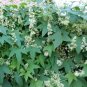10 Wild US Native Cucumber Fragrant Echinocystis Seeds