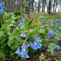 30 US Native Wildflower Virginia Bluebell Seeds