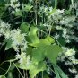10 Wild US Native Cucumber Fragrant Echinocystis Seeds