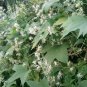 10 Wild US Native Cucumber Fragrant Echinocystis Seeds