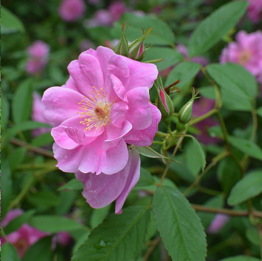 30 Native Wild Marsh Rose Pink Rosa Seeds