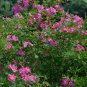 30 Native Wild Marsh Rose Pink Rosa Seeds