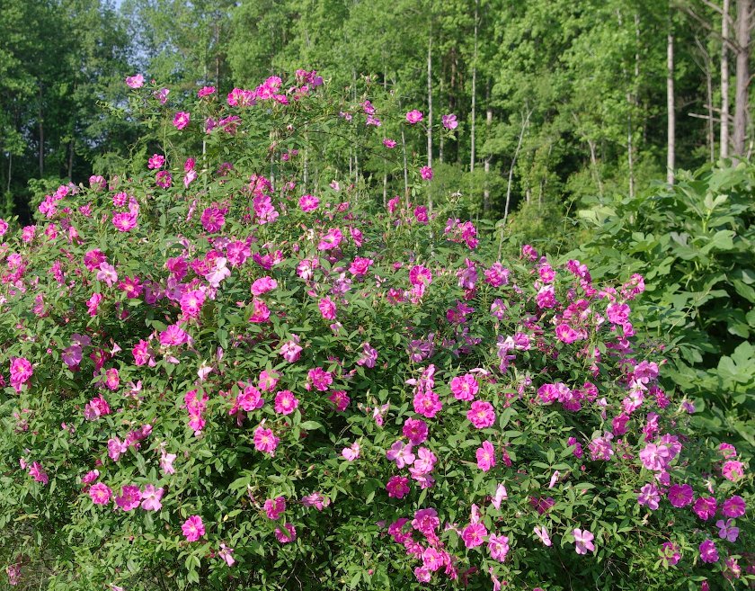 30 Native Wild Marsh Rose Pink Rosa Seeds