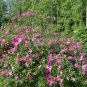 30 Native Wild Marsh Rose Pink Rosa Seeds