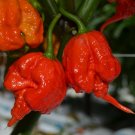 10 Moruga Trinidad Scorpion Chili Pepper Capsicum Seeds