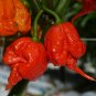 10 Moruga Trinidad Scorpion Chili Pepper Capsicum Seeds