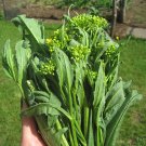 20 Perennial Heirloom Vegetable Turkish Rocket Bunias Seeds