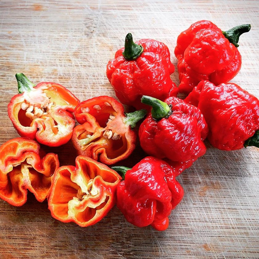 10 Moruga Trinidad Scorpion Chili Pepper Capsicum Seeds