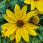 80 US Native Indian Potato Sunchoke Helianthus tuberosus Seeds