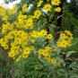 80 US Native Indian Potato Sunchoke Helianthus tuberosus Seeds