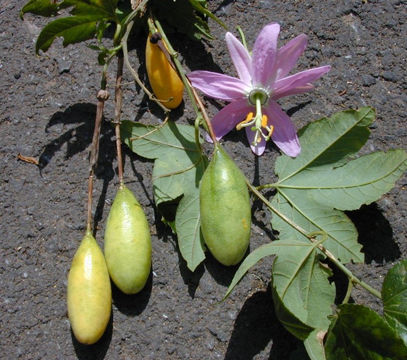 banana passionfruit for sale