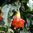 5 Red Angel Trumpet Brugmansia Seeds 5 Red Angel Trumpet Brugmansia Seeds