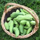 10 Caigua Accocha Lady's Slipper Gourd Cyclanthera Seeds
