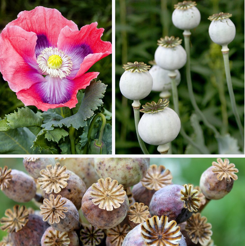 100 Giant Florist Poppy Papaver giganteum Seeds