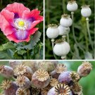 100 Giant Florist Poppy Papaver giganteum Seeds 100 Giant Florist Poppy Papaver giganteum Seeds
