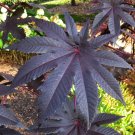 6 Castor Bean New Zealand Purple Ricinus Seeds