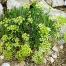 20 Sea Fennel Perennial Rock Samphire Crithmum Seeds