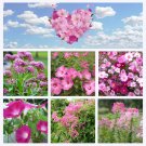 Pink Shades Garden Flower Seed Collection Pink Shades Garden Flower Seed Collection