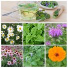 Organic Tea Herbs Garden Seed Collection