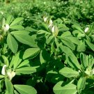 150 Organic Heirloom Fenugreek Herb Methi Trigonella Seeds