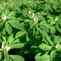 150 Organic Heirloom Fenugreek Herb Methi Trigonella Seeds
