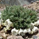 20 Chilean Ice Cup Ortiguilla Caiophora Seeds