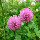 500 Wild Bee Clover Red Trifolium Seeds