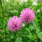 500 Wild Bee Clover Red Trifolium Seeds