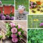 500 Wild Bee Clover Red Trifolium Seeds