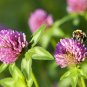 500 Wild Bee Clover Red Trifolium Seeds