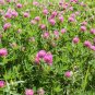 500 Wild Bee Clover Red Trifolium Seeds