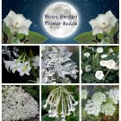 Moon Garden White Flower Seed Collection Moon Garden White Flower Seed Collection