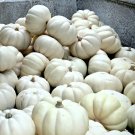 8 White Pumpkin Ghost Casper Seeds
