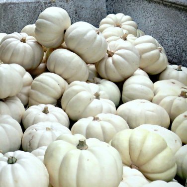 8 White Pumpkin Ghost Casper Seeds