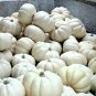 8 White Pumpkin Ghost Casper Seeds