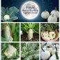 Moon Garden White Vegetable Seed Collection