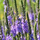 150 US Native Hoary Vervain Blue Verbena Seeds 150 US Native Hoary Vervain Blue Verbena Seeds