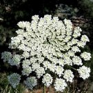 150 White Lace Flower Ammi Seeds 150 White Lace Flower Ammi Seeds