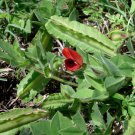 20 Winged Pea Asparagus Pea Tetragonolobus Seeds