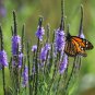150 US Native Hoary Vervain Blue Verbena Seeds