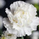 100 Snow White Grenadin Dianthus Seeds 100 Snow White Grenadin Dianthus Seeds