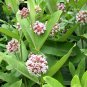 40 Virginia Silk Butterfly Milkweed Asclepias Seeds