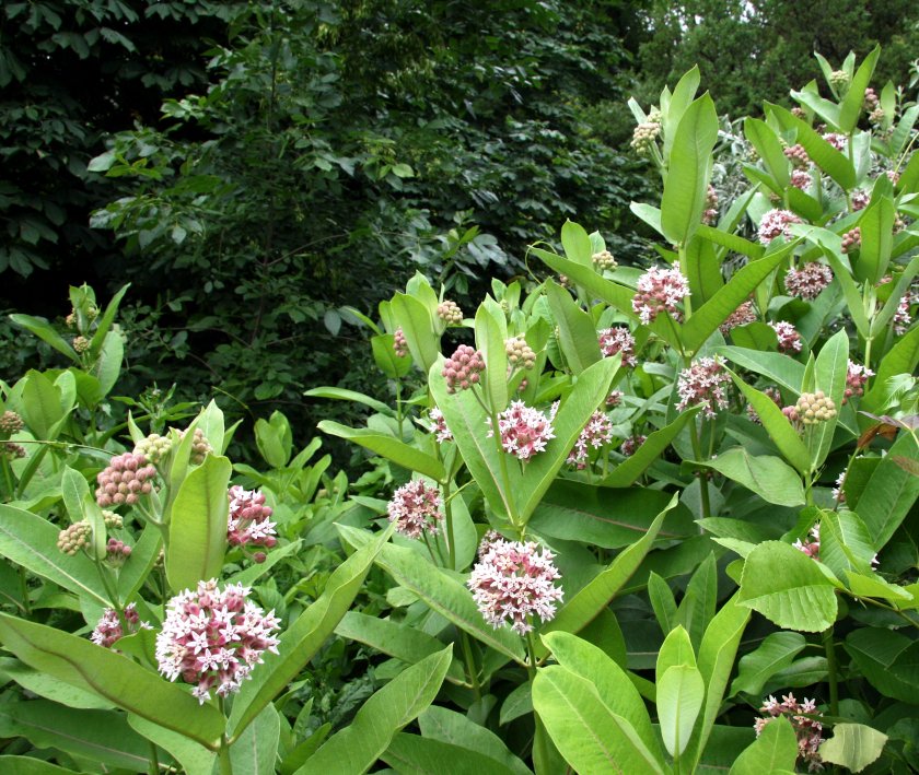 40 Virginia Silk Butterfly Milkweed Asclepias Seeds