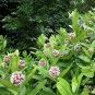 40 Virginia Silk Butterfly Milkweed Asclepias Seeds