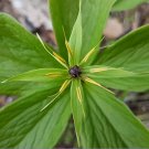 15 Wild True Lover's Knot Herb Paris quadrifolia Seeds 15 Wild True Lover's Knot Herb Paris quadrifolia Seeds
