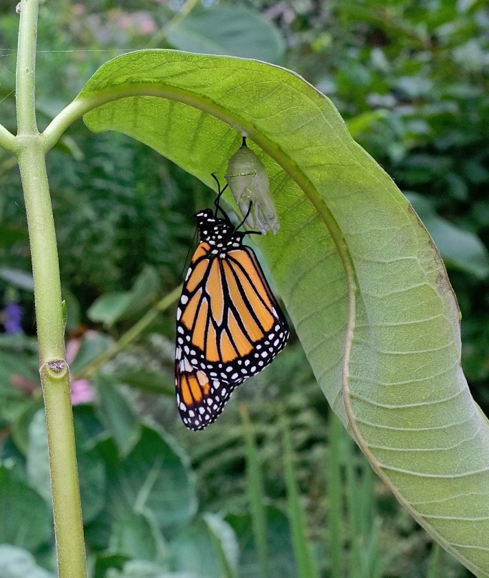 40 Virginia Silk Butterfly Milkweed Asclepias Seeds