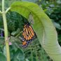 40 Virginia Silk Butterfly Milkweed Asclepias Seeds