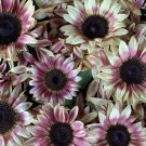 25 ProCut Plum Sunflower Rose Pink Helianthus Seeds 25 ProCut Plum Sunflower Rose Pink Helianthus Seeds