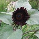 20 Dark Chocolate Black Sunflower Seeds 20 Dark Chocolate Black Sunflower Seeds