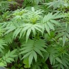 80 True Huacatay Peruvian Black Mint Tagetes Seeds
